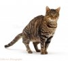 13247-Brown-tabby-cat-defecating-on-the-floor-white-background.jpg