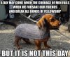 a-dachshund-wearing-chainmail-armor.jpg
