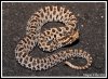 dusky-pygmy-rattlesnake_med_med_hr-2.jpeg
