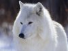 white-wolf.jpg