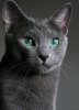 90ae17076c0d5879071dd64ae88715f7--blue-russian-cat-beautiful-green-eyes.jpg