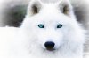 the_white_wolf_with_blue_eye__s_by_theofficialscourge-d4m29a9.jpg