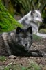 caedus-wolfdog-companion.jpg