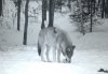 wolf-in-snow.jpg