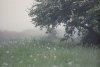 foggy meadow.jpg