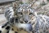 snow-leopards-biting-tail-2.jpg