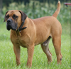 Boerboel-with-his-tail-up.png