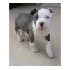 pitbull-puppies-for-sale.jpg