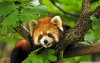Red Panda from newnaturewallpapers.com.jpg