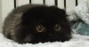 big-cute-eyes-cat-black-scottish-fold-gimo-1room1cat-fb__700-png.jpg