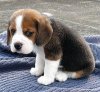 Aww, sad puppy!.jpg