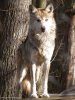 mexican_wolf_stock_8_by_hotnstock-d4jxkzb.jpg