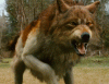 dwolf.gif