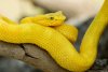 snake-eyelash-viper.jpg.838x0_q80.jpg