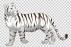 imgbin-white-tiger-felidae-big-cat-dynamic-fashion-color-shading-background-kwrWSer0pk81ZABq5T...jpg