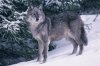 werewolf rp 2.jpg