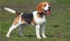 Beagle Dog Breed Information, Characteristics & Fun Facts | PetCoach