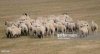 Sheep Herd Running.jpg