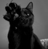 black-cat-black-cats-cat-cat-paw-cat-paw-pads-Favim.com-242280.jpg