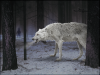 ghost__game_of_thrones_direwolf__by_fintron-d8or2n5.png
