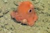Tiny Octopus Is So Cute Scientists Might Name It 'Adorabilis ...