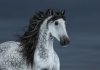Andalusian-horse.jpg