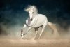 Arabian-horse.jpg