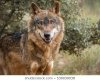 cute-iberian-wolf-portrait-canis-260nw-530030038.jpg