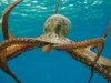 Octopus-swimming.jpg