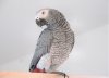 African Grey Parrot Facts Images 01.jpg