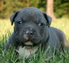 cute-pit-bull-puppies-pitbull-dogs-perros-jpg-319756 (1).jpg