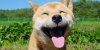 o-HAPPY-DOG-DAY-OF-HAPPINESS-facebook.jpg