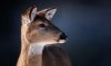 doe-portrait-white-tailed-deer-sharon-norman.jpg