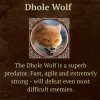 dhole wolf...jpeg