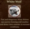 white wolf.jpeg