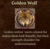 golden wolf.jpeg