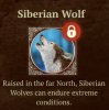 siberian wolf.jpeg