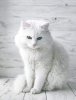 150+ Wonderful Names For White Cats And Kittens