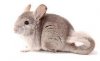 Petition: End the Chinchilla Fur Trade in the U.S. and E.U. - One Green  Planet