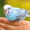 Training Your Pet Parrot - Step Up, Step Down