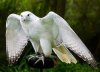 White Hawk In Flying Mode White hawk is very excellent bird. White hawk is  king of birds. We hope you will like this whi… | Birds of prey, Eagle bird,  Birds flying