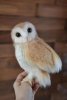 cute-bird-cutie-barn-owl-by-anna-novoselova.jpg