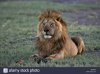 africa-tanzania-battle-scarred-lion-panthera-leo-ANX6N8.jpg