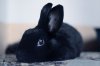 Black-Rabbit.jpg