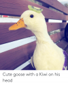 cute-goose-with-a-kiwi-on-his-head-68898888.png