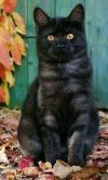 smokey black cat.jpg