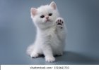 white kitten.jpg