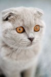 scottish fold cat.jpg