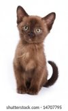 brown kitten.jpg