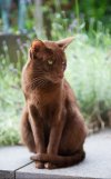 brown cat.jpg